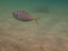 Pseudocaranx