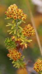 Helichrysum trilineatum