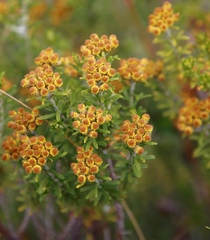 Helichrysum trilineatum