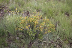 Helichrysum trilineatum