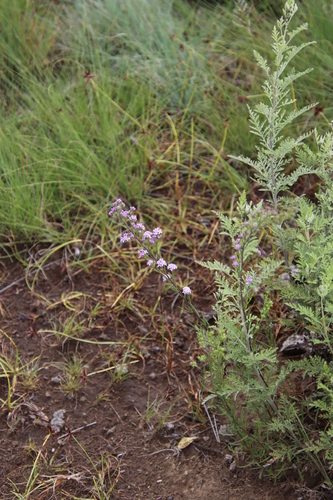 Image of Selago galpinii by (c) Tony Rebelo, some rights reserved (CC BY-SA)