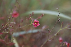 Jamesbrittenia breviflora