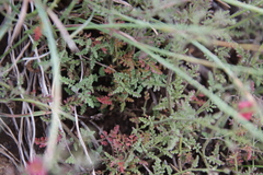 Jamesbrittenia breviflora