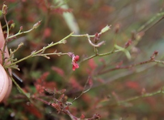Jamesbrittenia breviflora