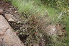 Jamesbrittenia breviflora