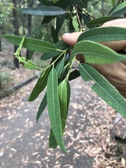 Eucalyptus curtisii