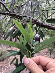 Eucalyptus curtisii