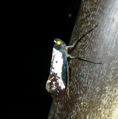 Penthicodes farinosus