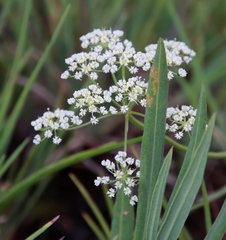 Pimpinella caffra