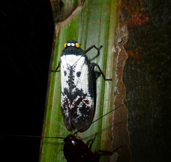 Penthicodes farinosus