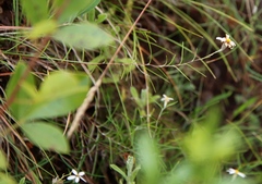 Athrixia angustissima