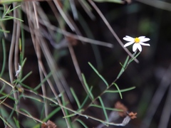 Athrixia angustissima