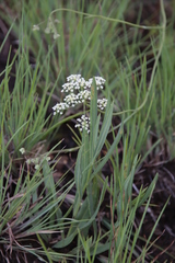 Pimpinella caffra