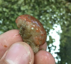 Morchellium argus