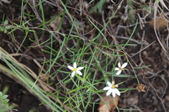 Athrixia angustissima