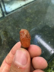 Morchellium argus