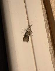 Blastodacna bicristatella