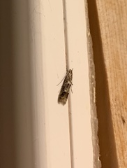 Blastodacna bicristatella