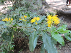 Azara serrata