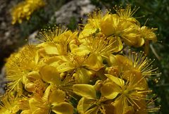 Hypericum scabrum