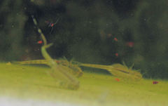 Branchinecta sandiegonensis