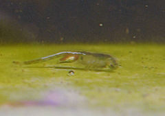 Branchinecta sandiegonensis