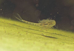 Branchinecta sandiegonensis