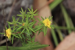 Hibbertia stricta