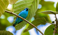 Dacnis hartlaubi
