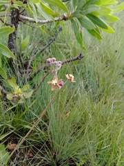 Aspidonepsis reenensis