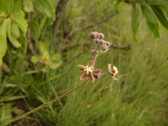 Aspidonepsis reenensis