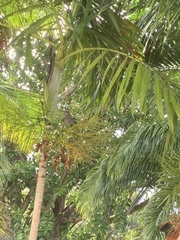 Patagioenas squamosa