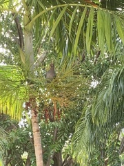 Patagioenas squamosa