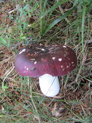 Russula integra