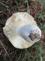 Russula integra