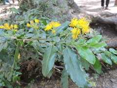 Azara serrata