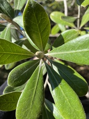 Pittosporum crassifolium