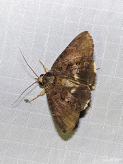 Ercheia