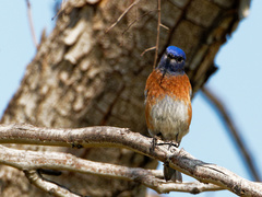 Sialia mexicana