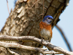 Sialia mexicana