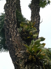 Bifrenaria inodora