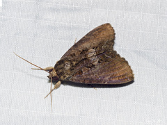 Ercheia