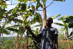 Musa × paradisiaca