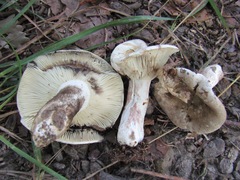 Russula densifolia