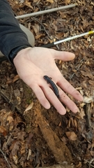 Plethodon glutinosus