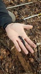 Plethodon glutinosus
