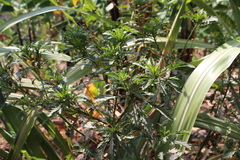 Senecio bipinnatisectus