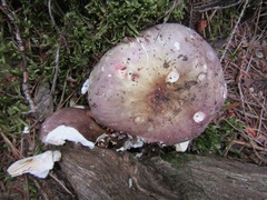 Russula romellii