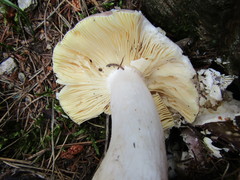 Russula romellii