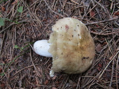 Russula romellii